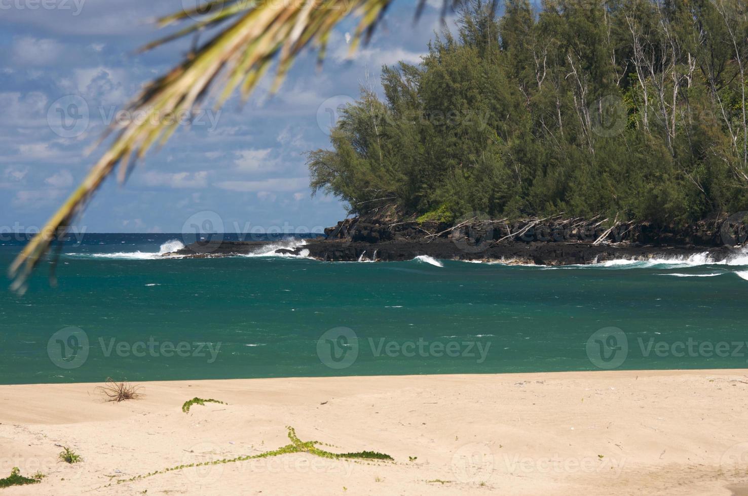 Tropical Shoreline and Trees photo