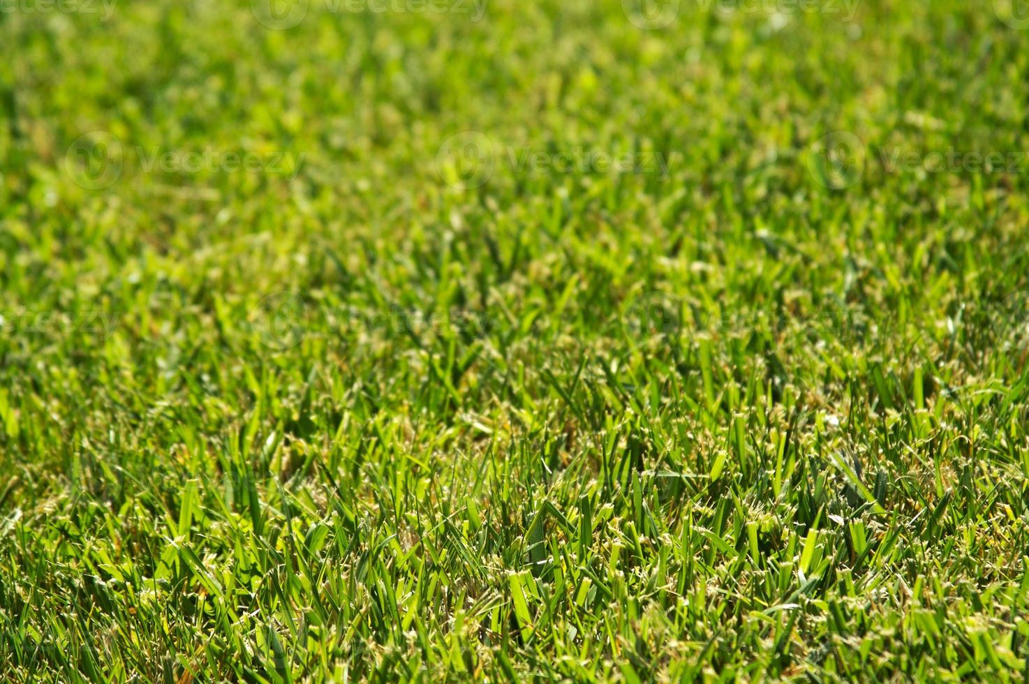 Lush Green Grass photo
