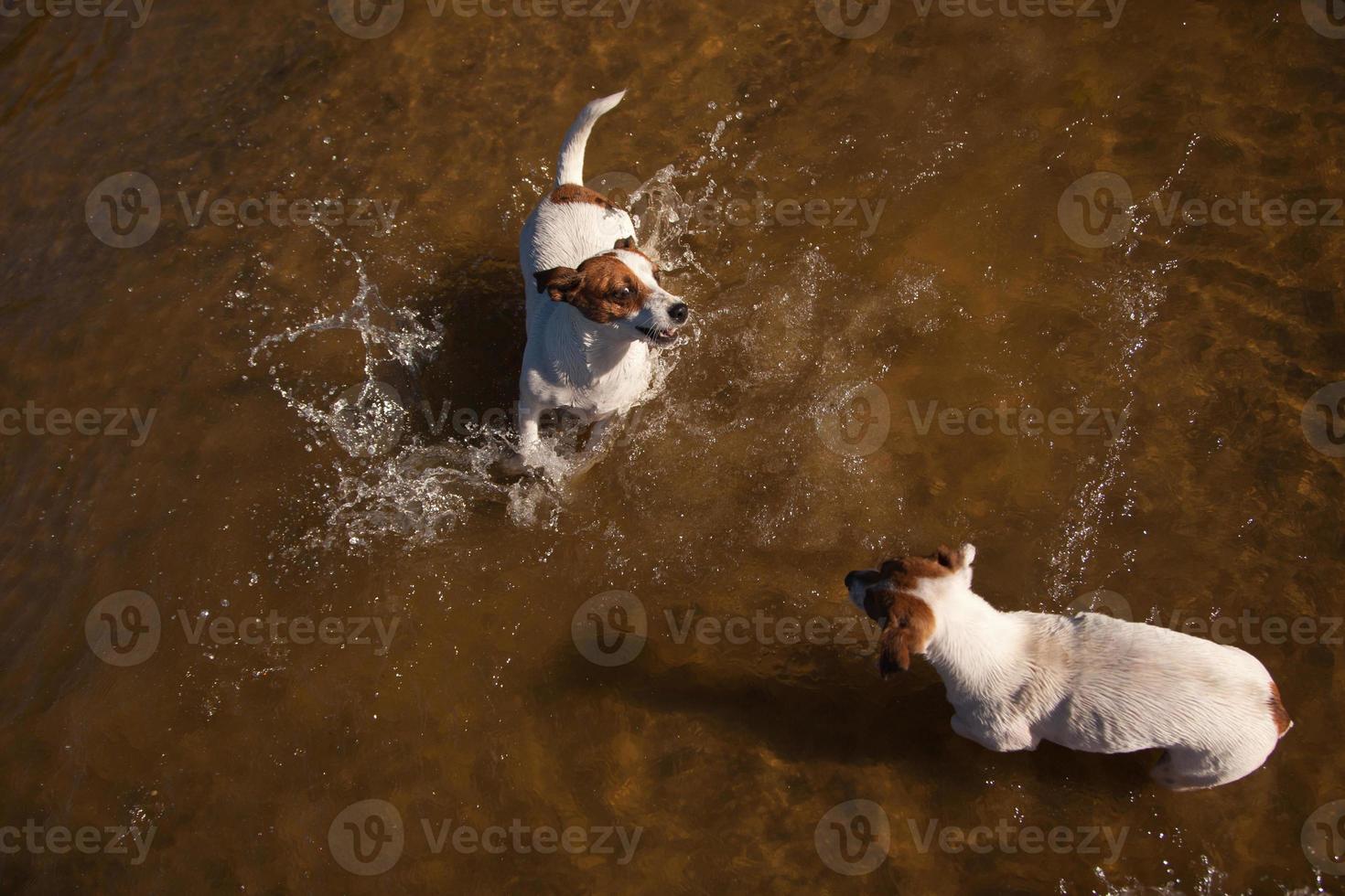 perros juguetones jack russell terrier jugando en el agua foto