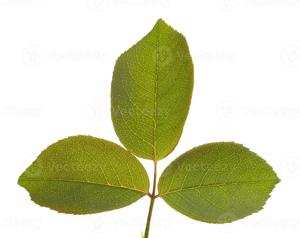 Leaves Macro Isolated photo