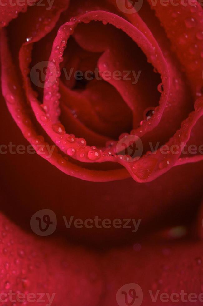 Macro Red Rose Blossom photo