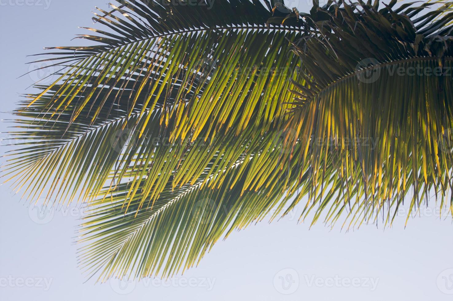 Backlit Palm Leaves photo