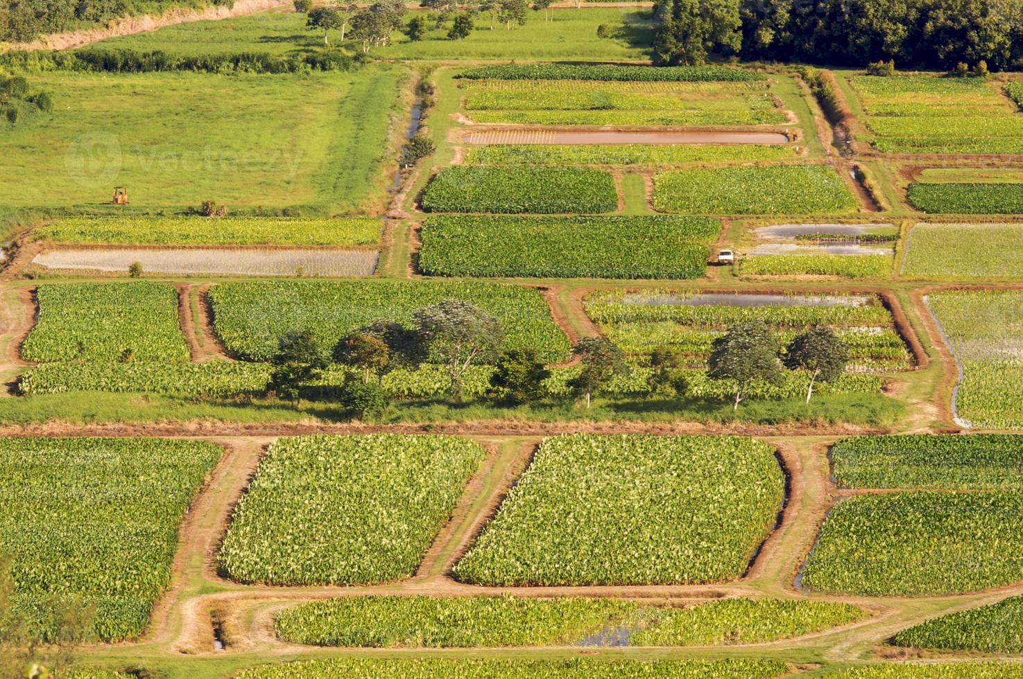 valle de hanalei y campos de taro foto