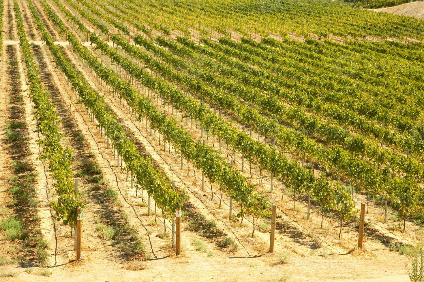 Beautiful Wine Vineyard photo