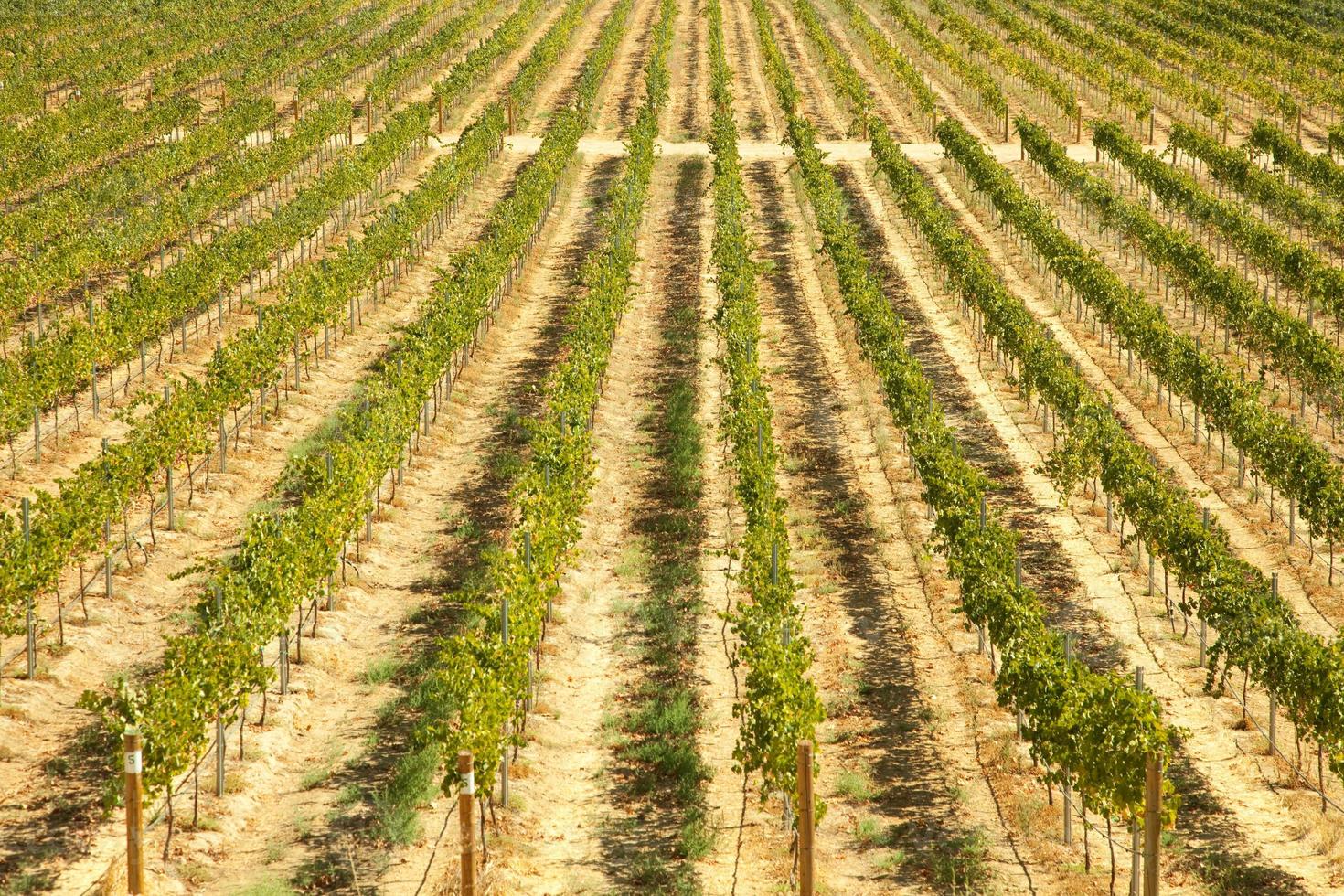 Beautiful Wine Vineyard photo
