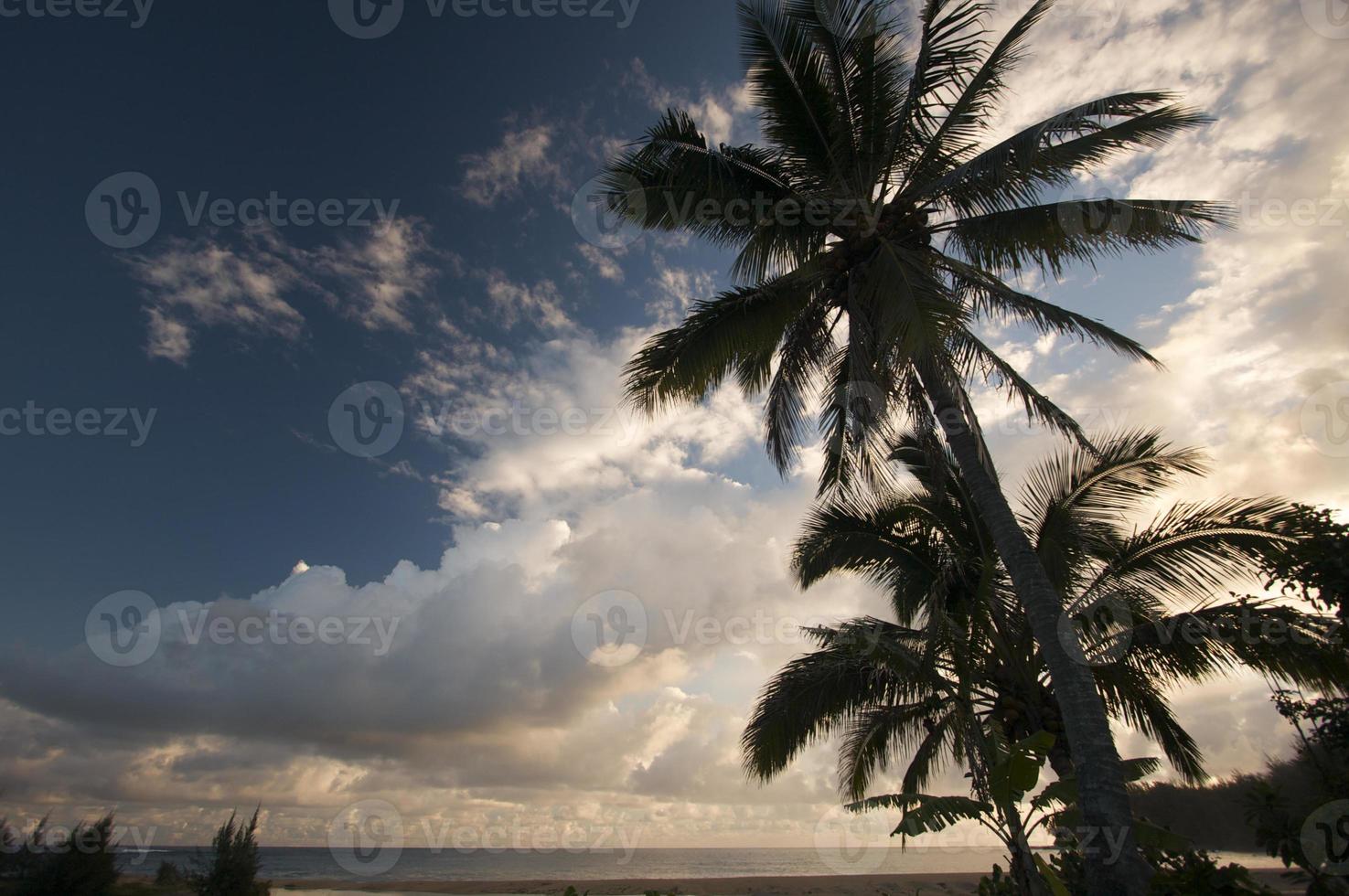 Tropical Sunset with Palm Trees photo