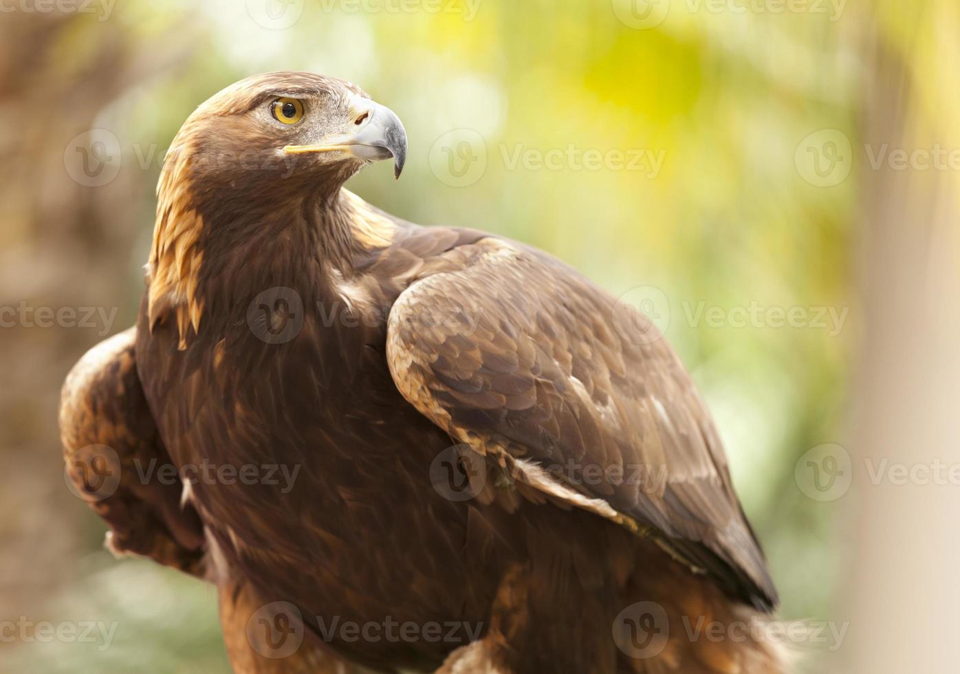 California Golden Eagle photo