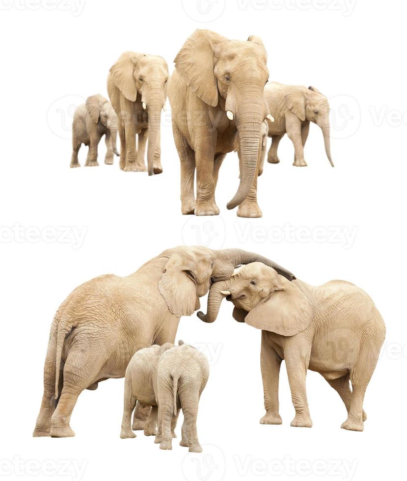 Family of Elephants Isolated photo