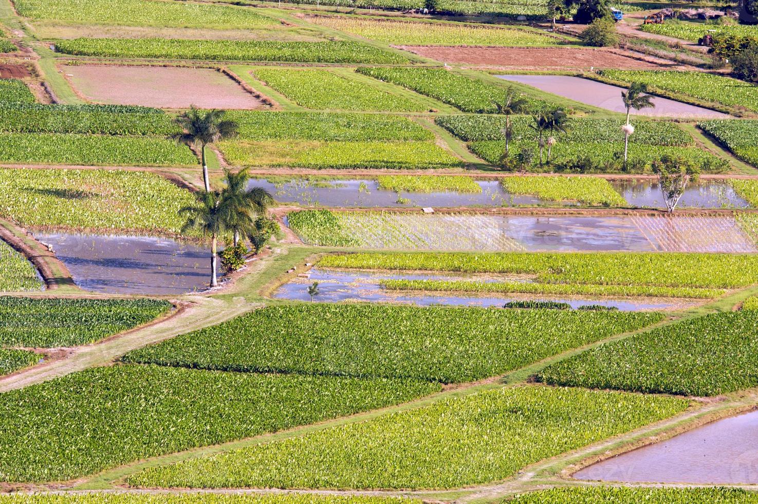 Hanalei Valley and Taro Fields photo