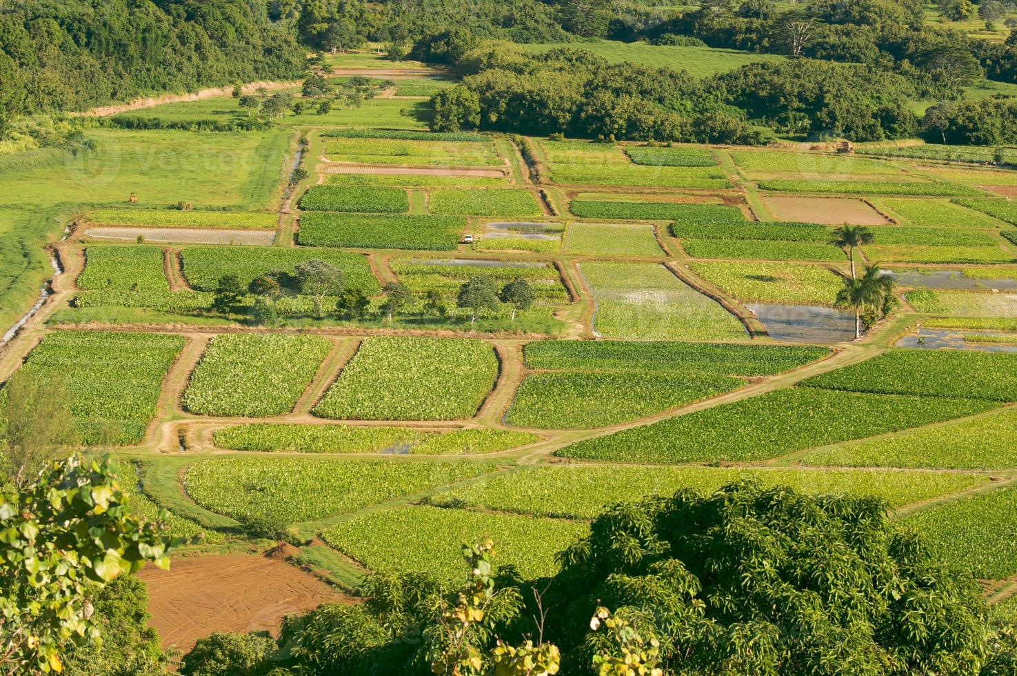 Hanalei Valley and Taro Fields photo