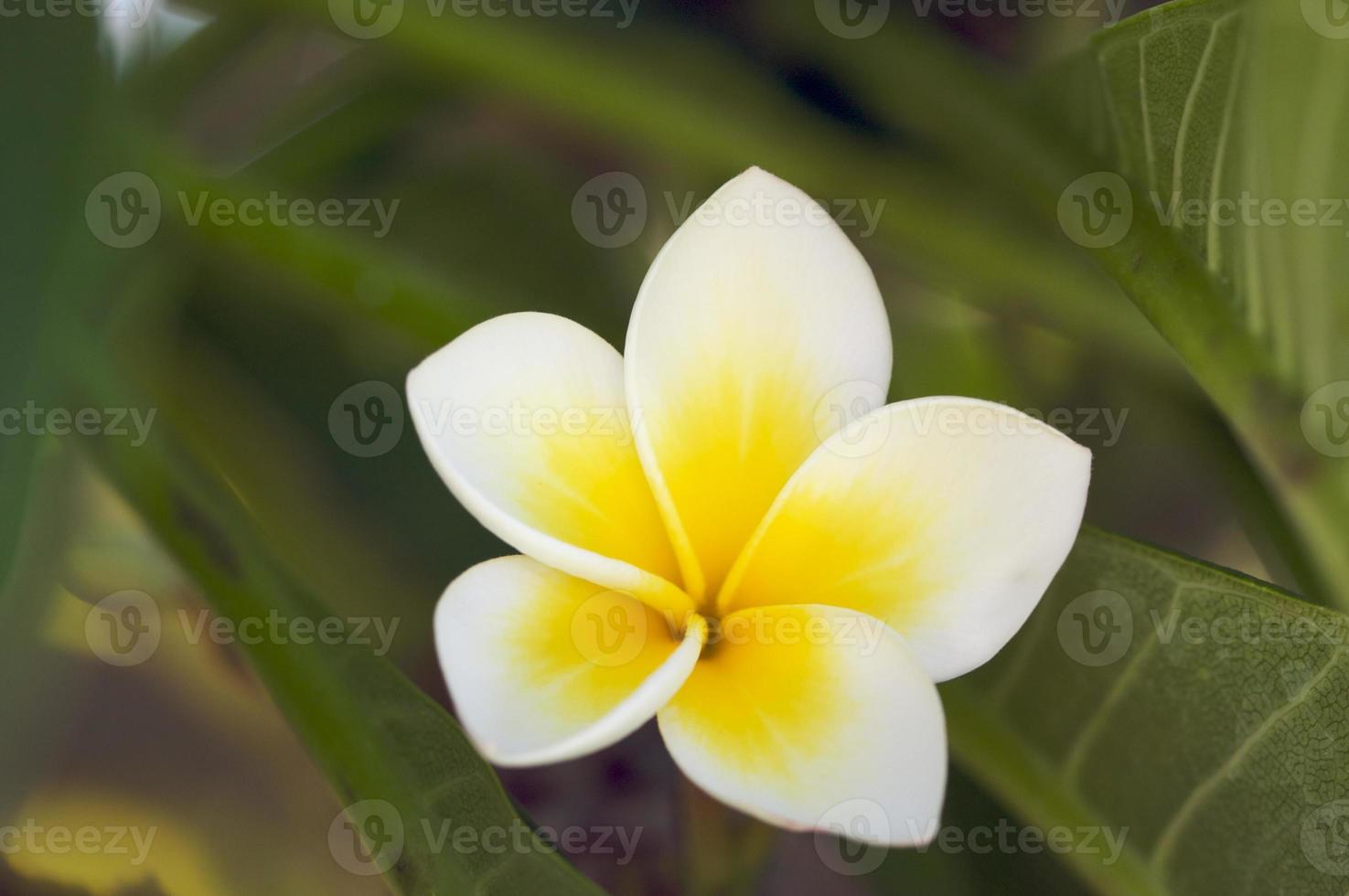 Yellow Plumeria Flowers photo