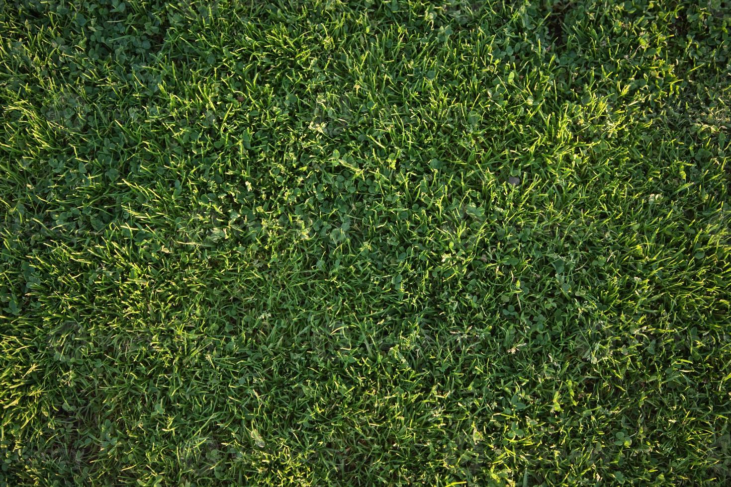 hermosa textura de fondo de hierba verde foto