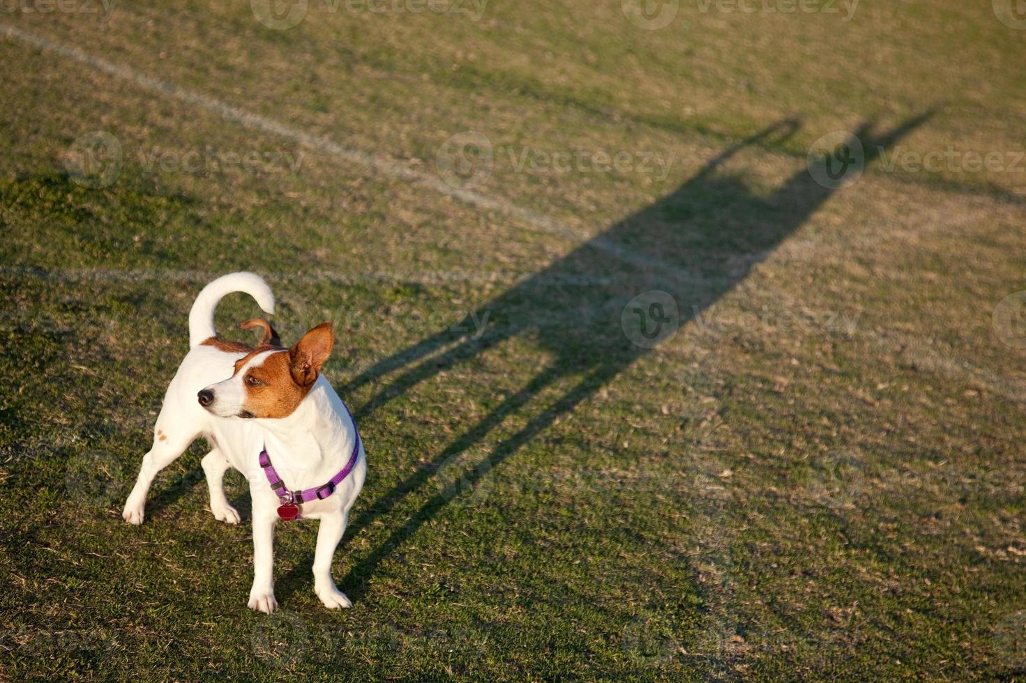 Jack Russell Terrier in the Park photo