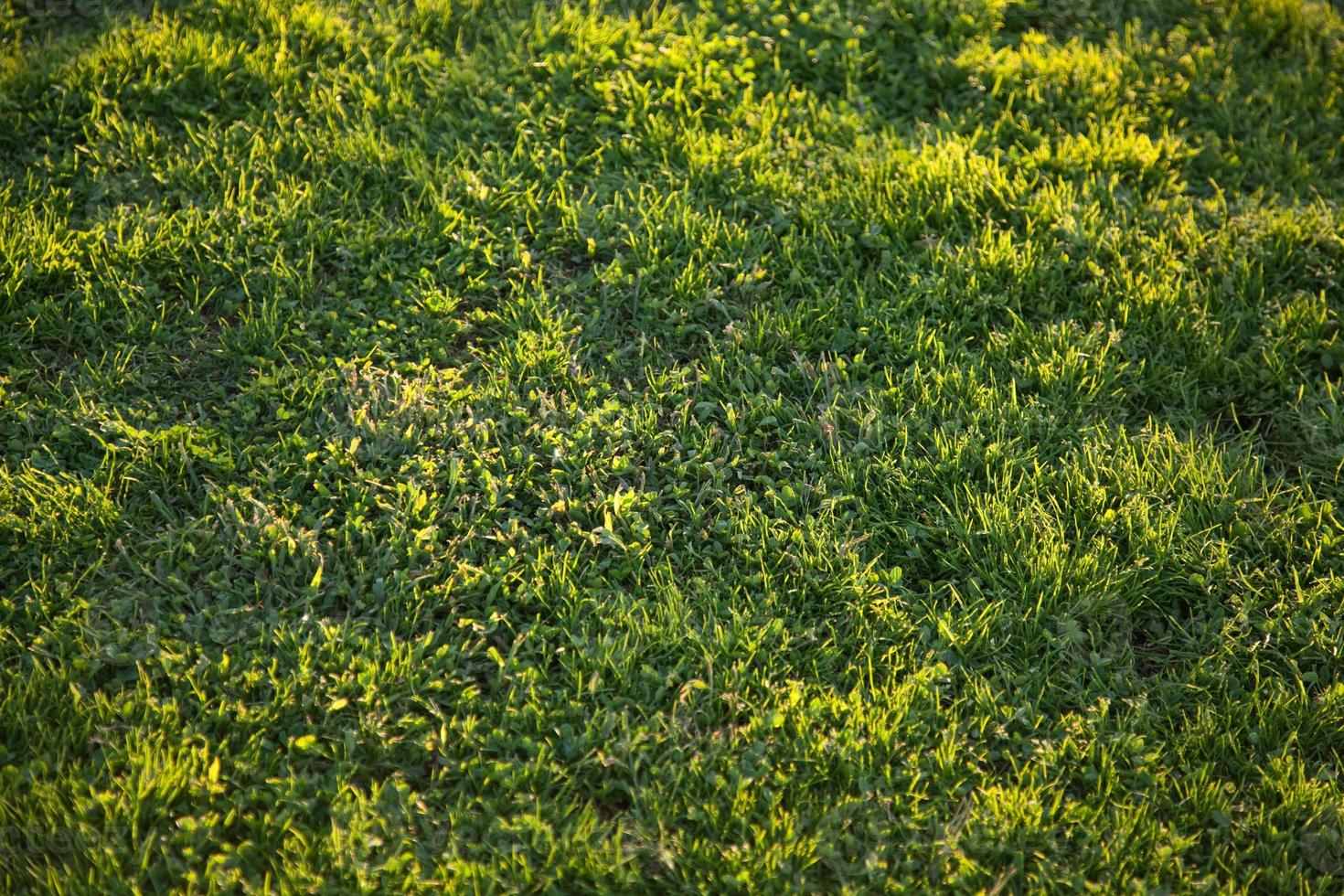 Beautiful Green Grass Background Texture photo