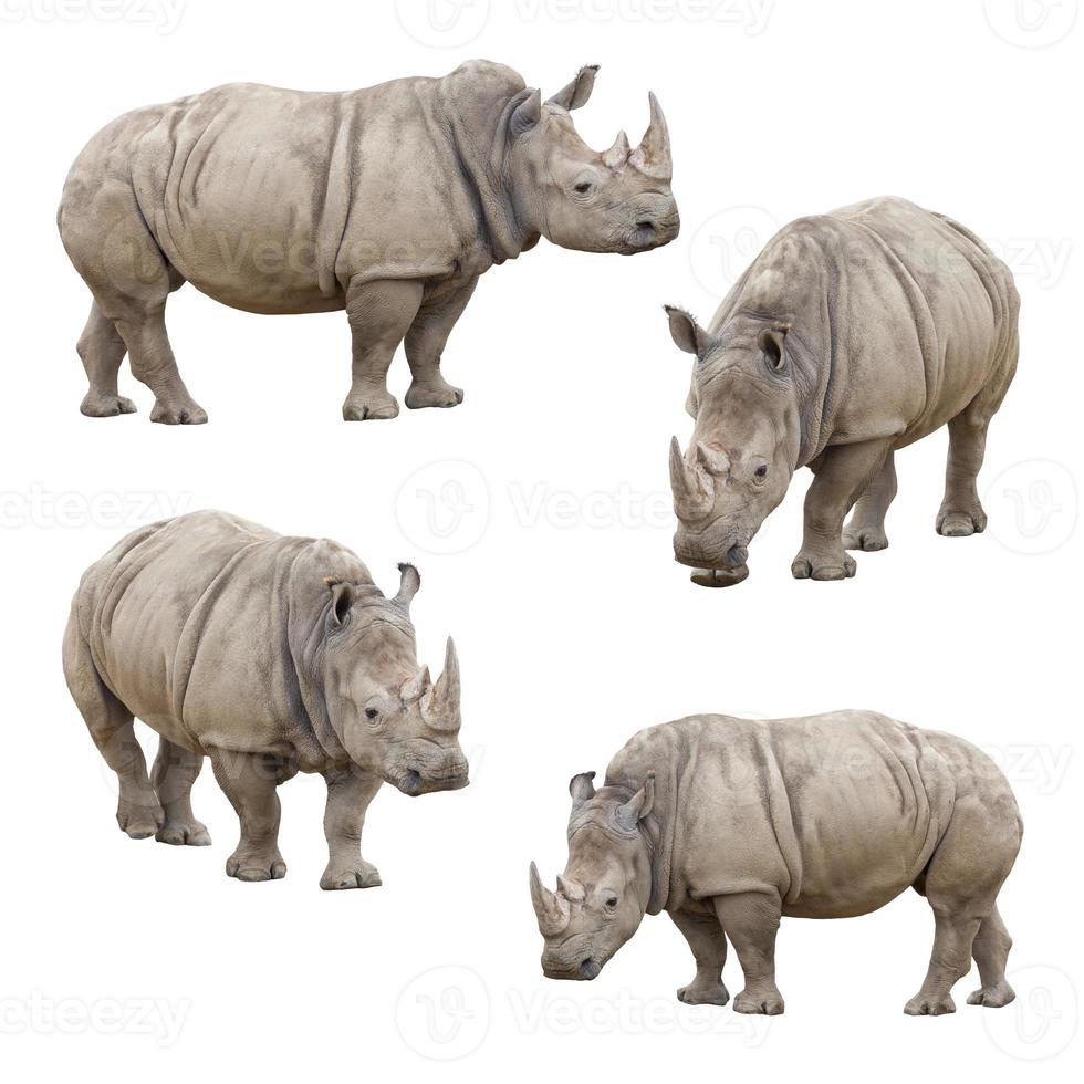 Set of Rhinoceros Isolated on a White Background photo