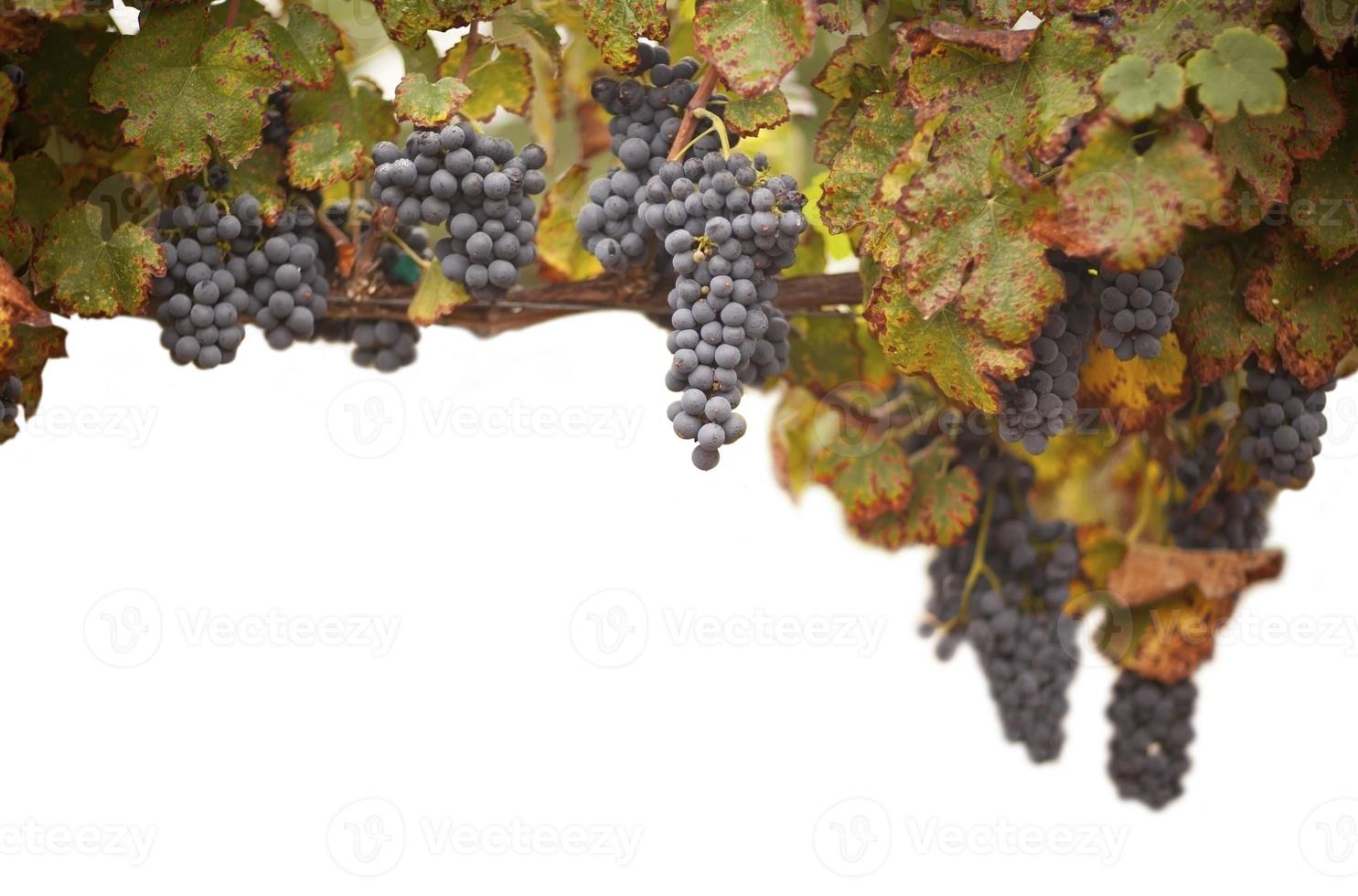 Beautiful Lush Grape Vineyard on White photo