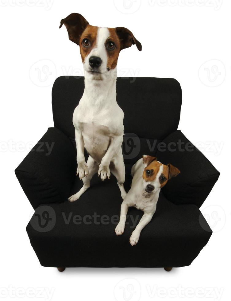 Two Jack Russell Terriers on a black chair photo