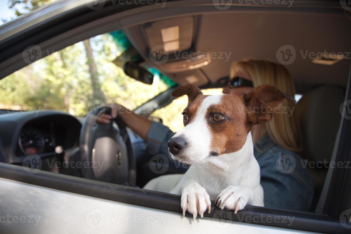 Jack Russell Terrier Enjoying a Car Ride photo
