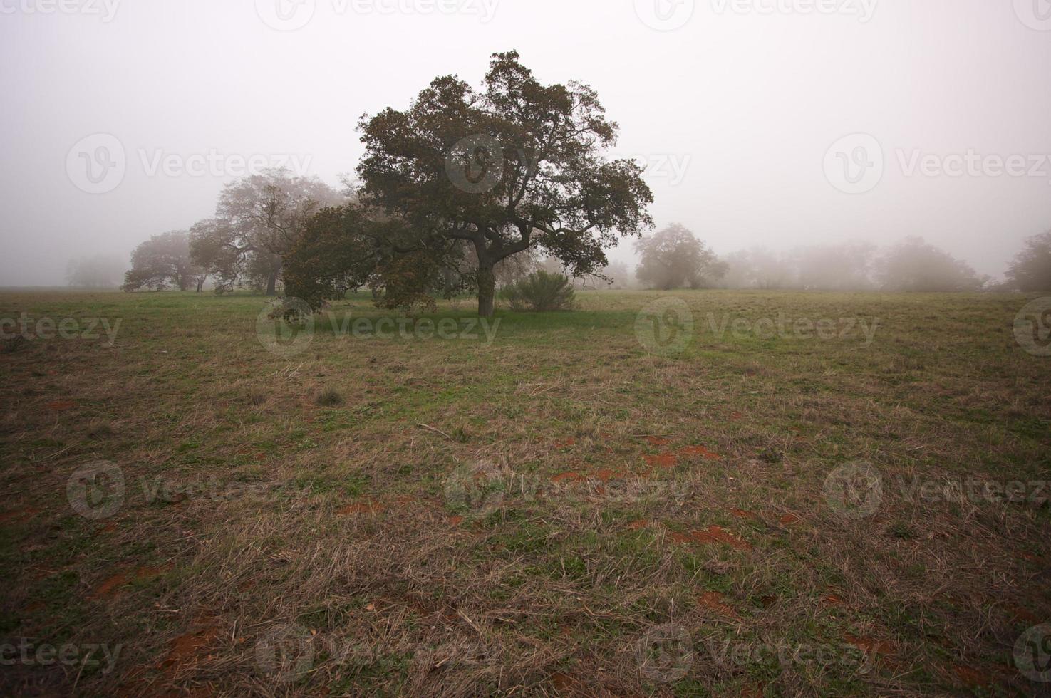 Foggy Countryside and Oak Trees photo