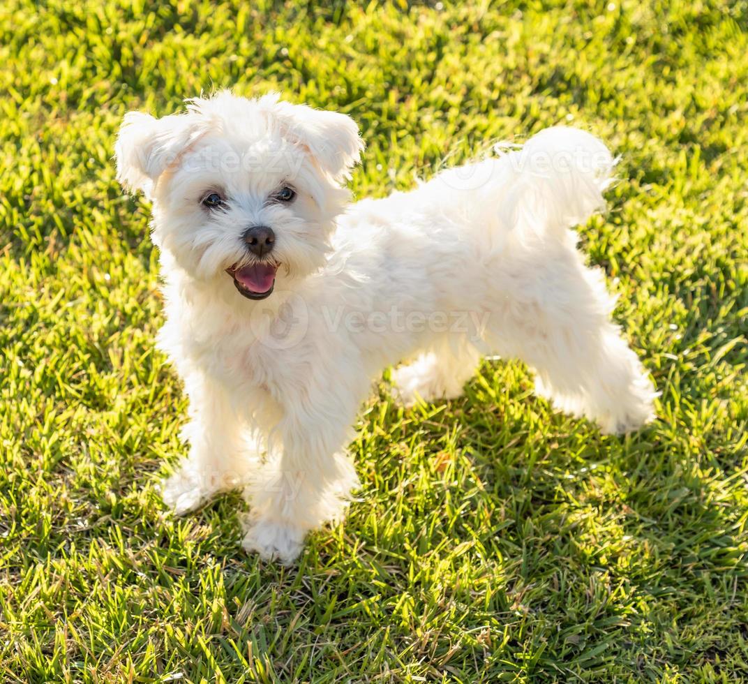Adorable Maltese Puppy Playing In The Yard photo