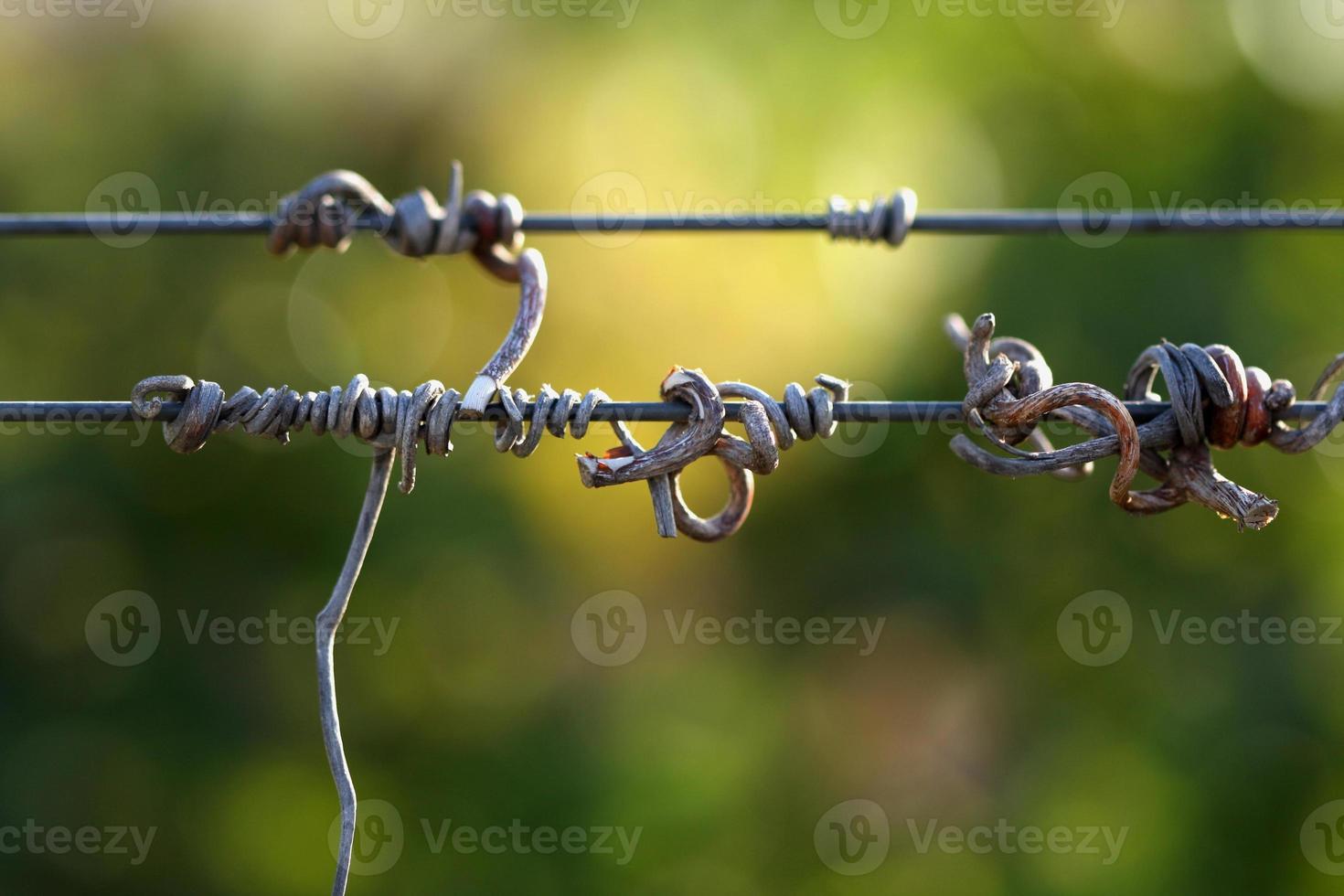 Grapes and Vines photo