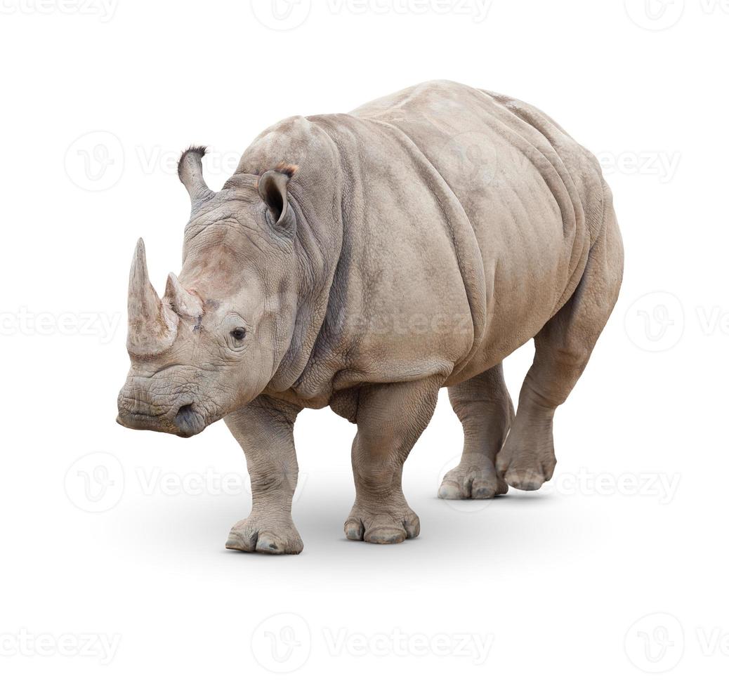 Single Large Rhinoceros Isolated on White. photo