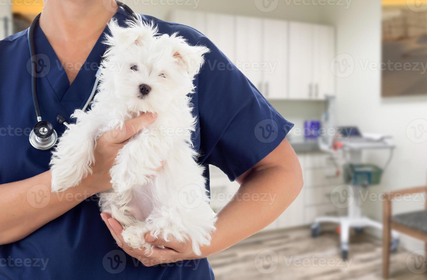 Female Doctor or Nurse Veterinarian with Small Puppy In Office photo