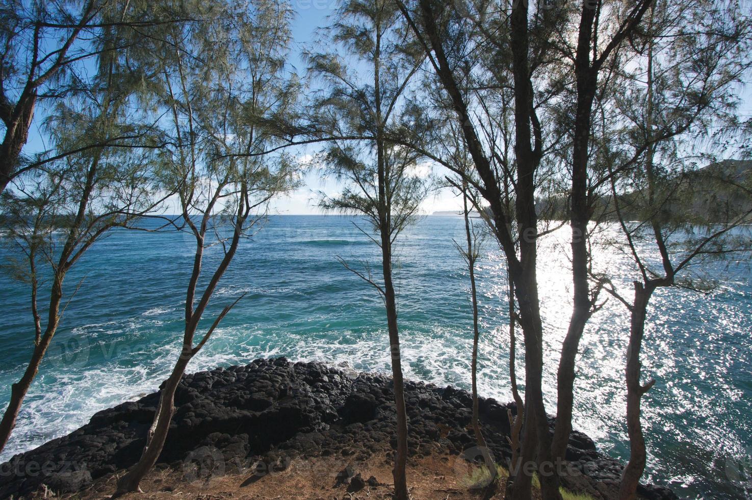 Tropical Shoreline View photo