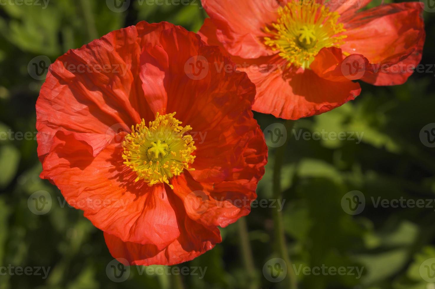 Red Iceland Poppies photo