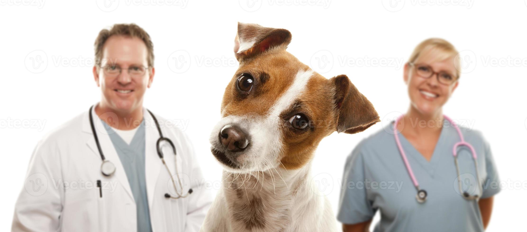 Jack Russell Terrier and Veterinarians Behind photo