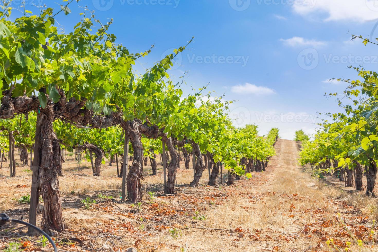Beautiful Wine Grape Vineyard Farm in the Afternoon Sun. photo