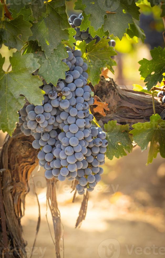 Beautiful Lush Wine Grape Bushels In The Vineyard photo