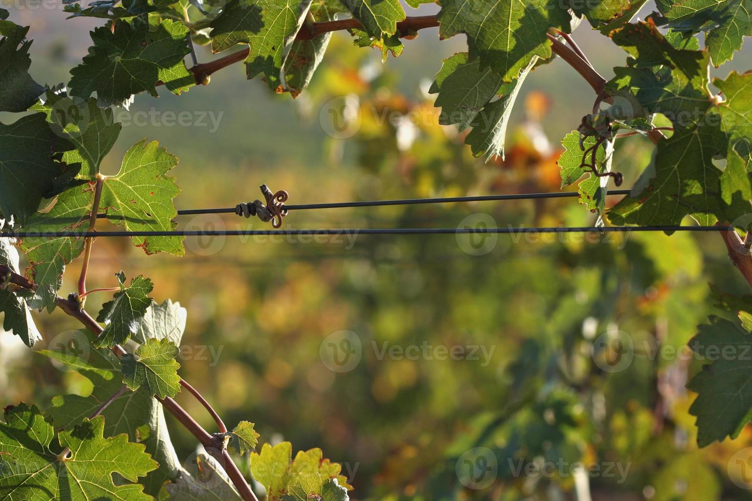 Grapes and Vines photo