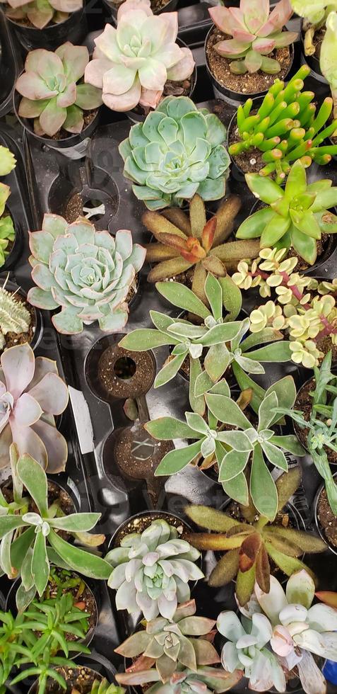 Abstract Overhead of Various Succulent Plants At Nursery photo