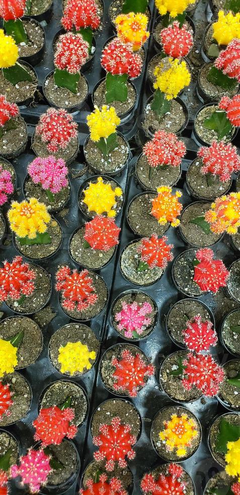 Abstract Overhead of Various Colorful Succulent Plants At Nursery photo