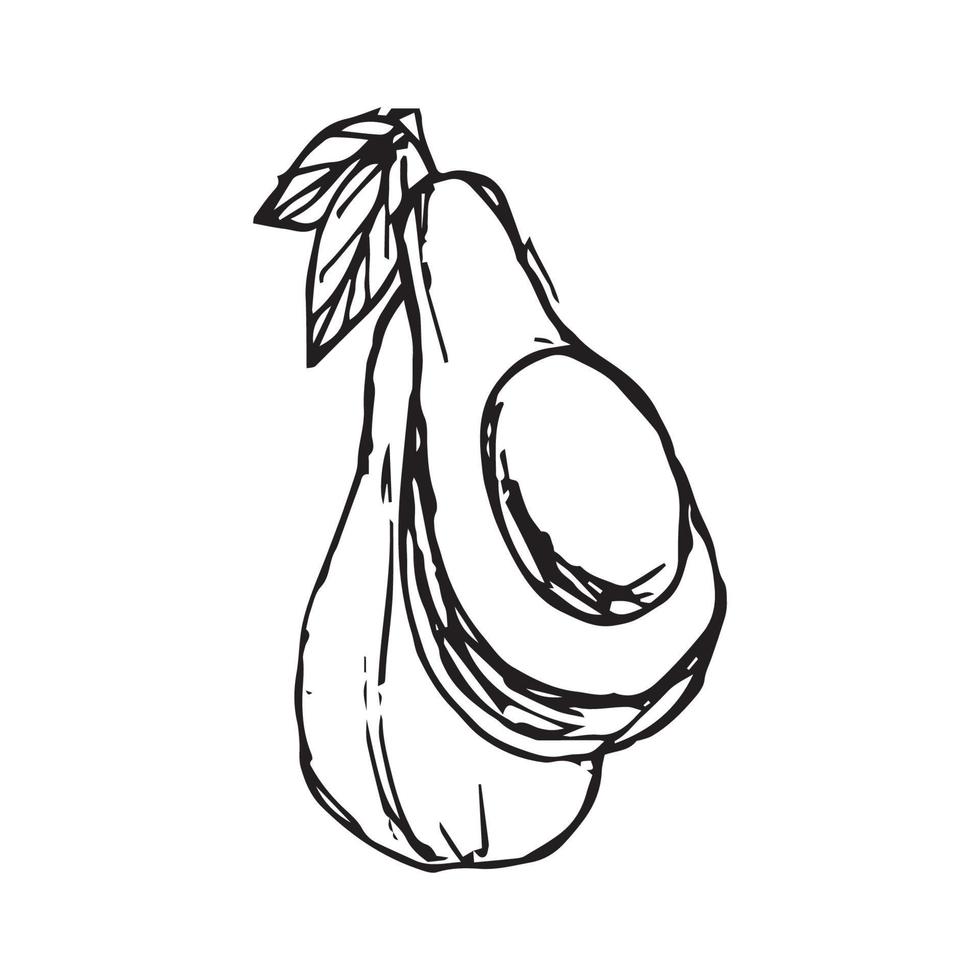 Avocado hand drawing. avocado vector illustration for design with line style