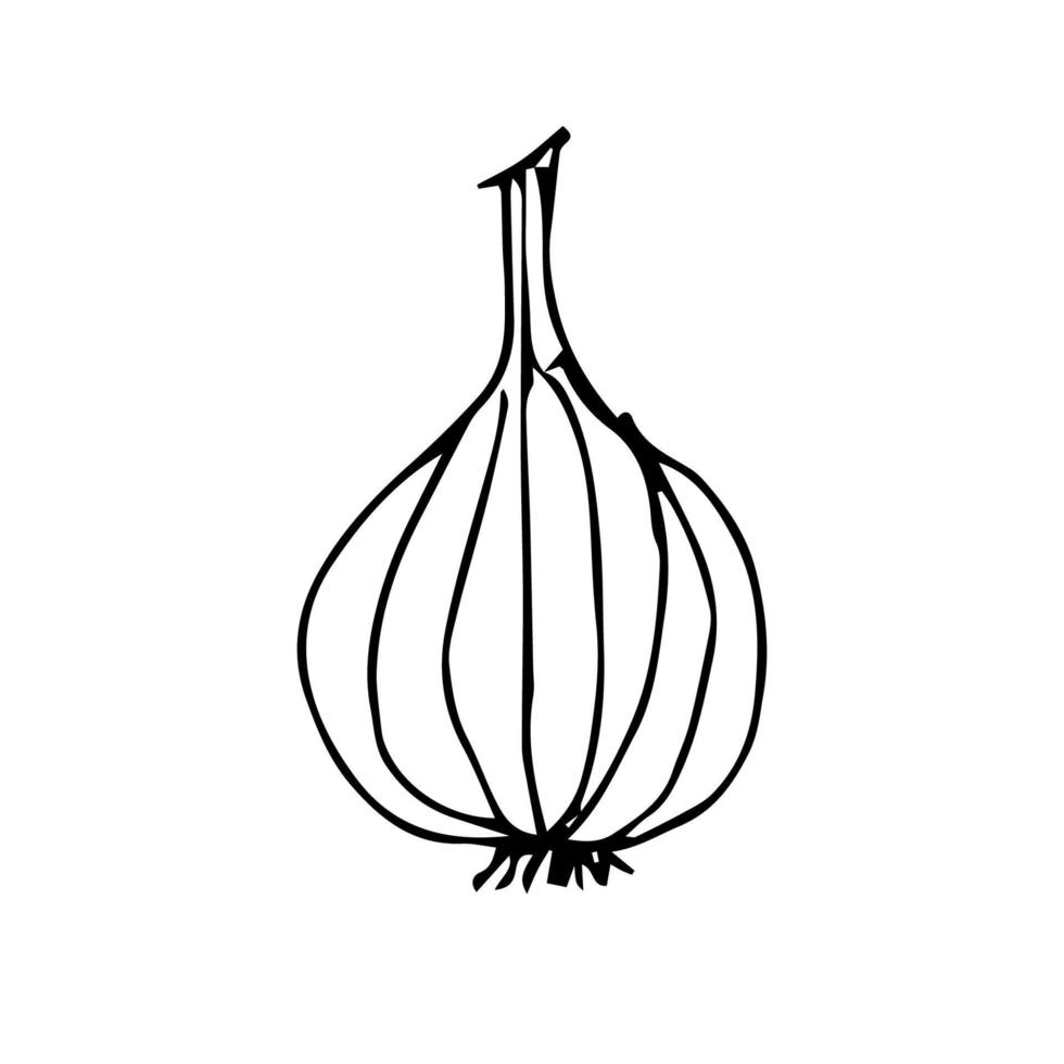 Onion hand drawing. onion vector illustration for design with line style