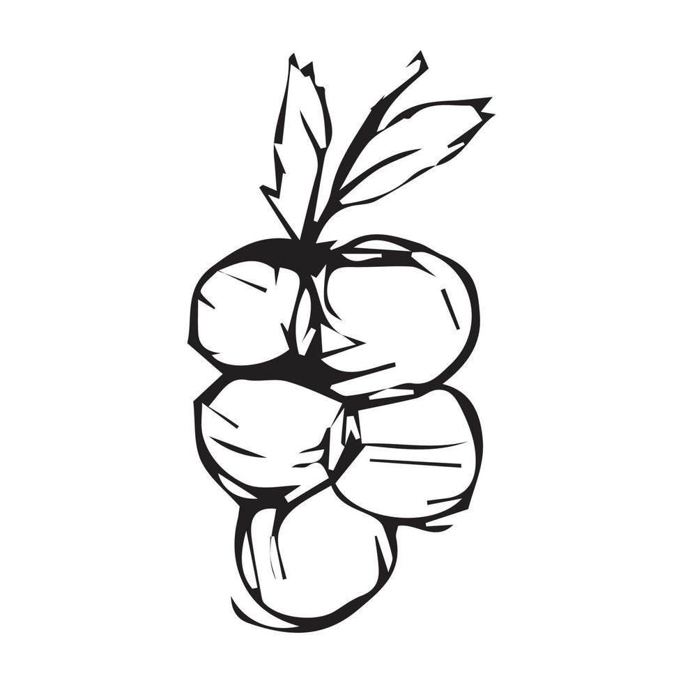 Hand drawn grapes. grapes vector illustration for design with line style