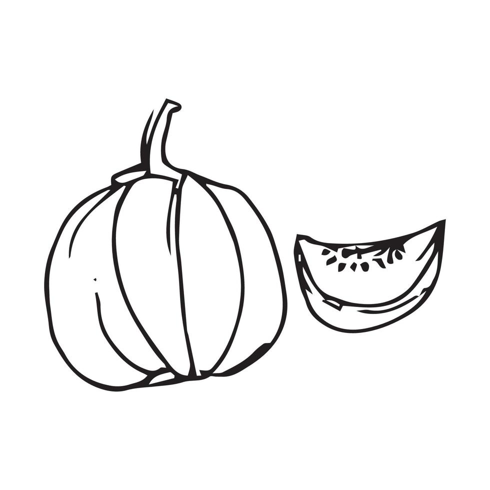 Hand drawn pumpkin. pumpkin vector illustration for design with line style