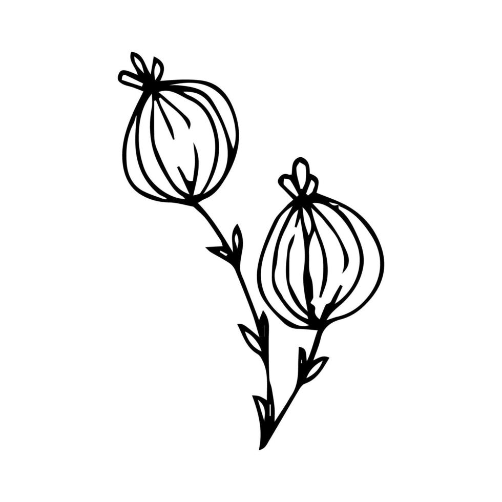 Minimalistic hand drawn flower vector. Illustration of flowers for design and decoration elements in vintage style vector