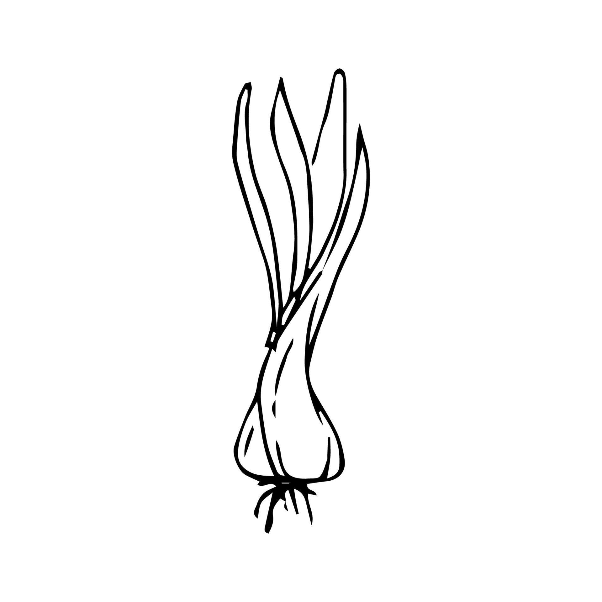 Onion hand drawing. onion vector illustration for design with line