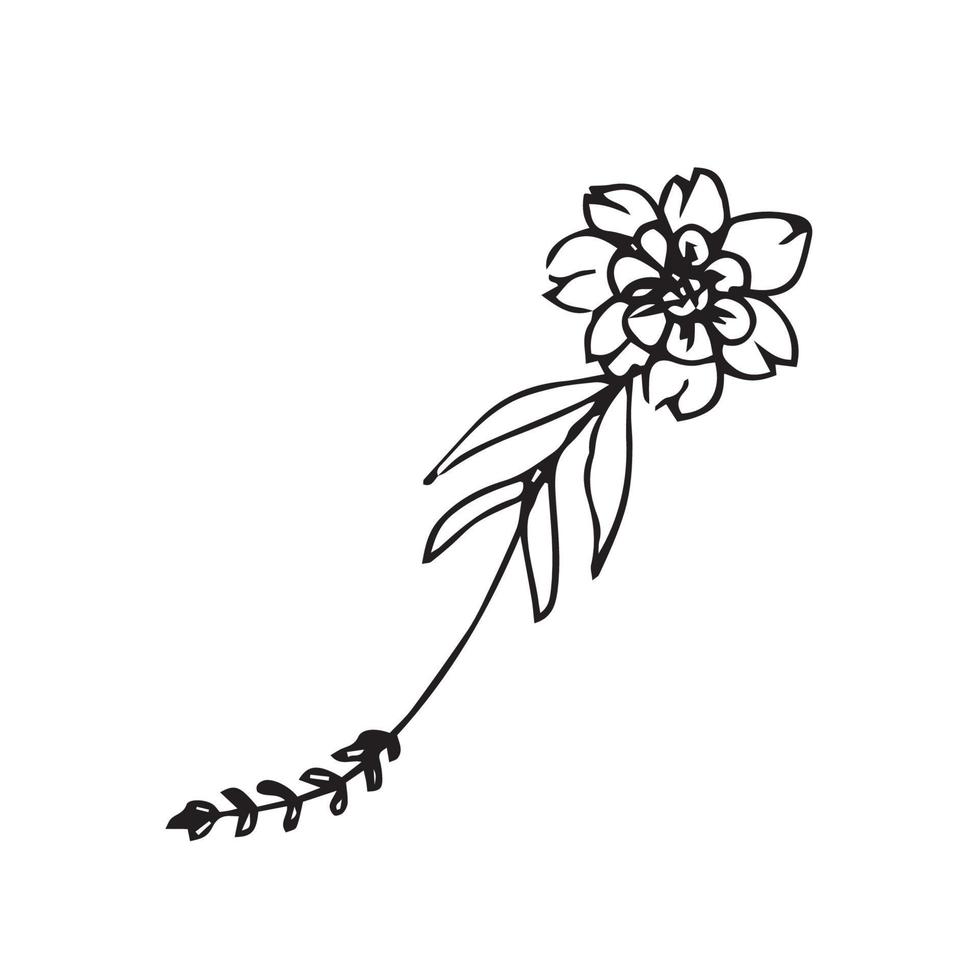 Hand drawn flowers for decoration. Line art Hand drawn flowers in vintage style vector