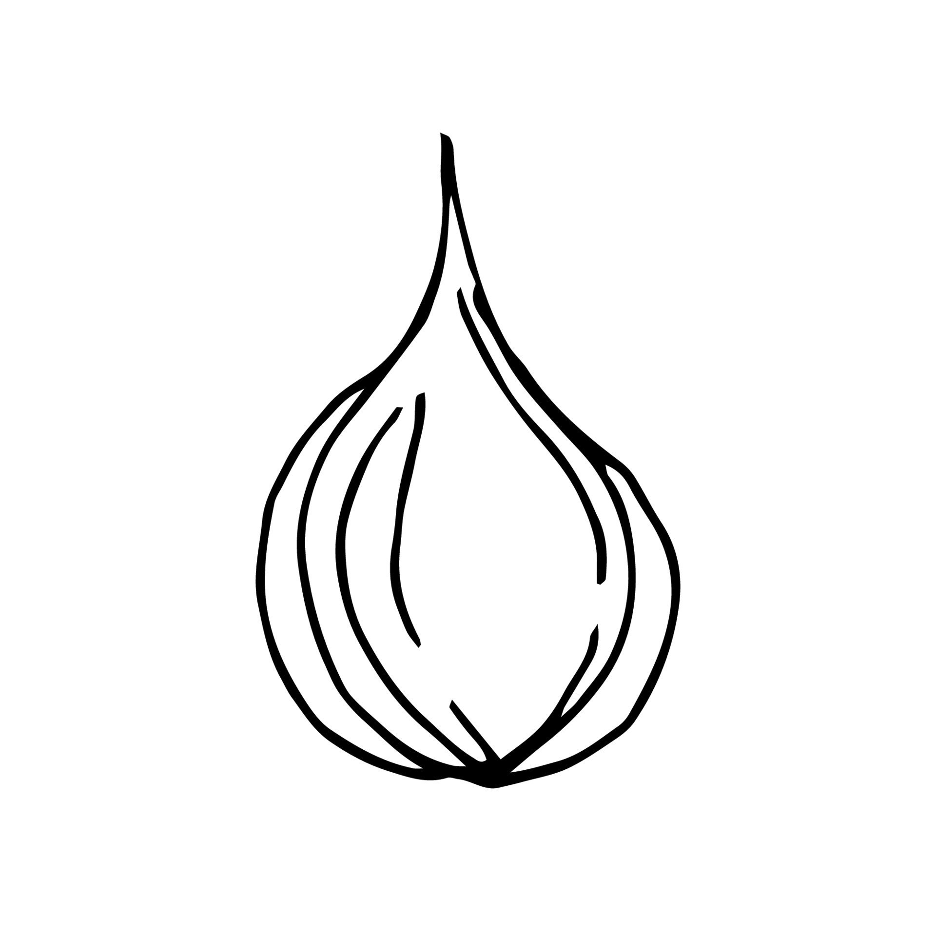 Onion hand drawing. onion vector illustration for design with line