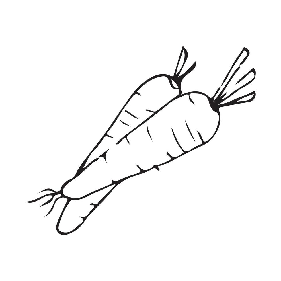 Carrot Hand drawn illustration for badge and logo decoration. Line art Carrot hand drawn vintage style vector