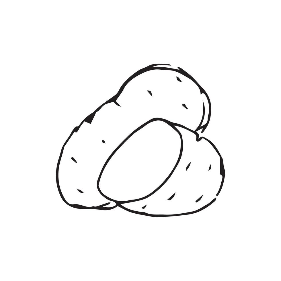 Hand drawn potato for badge and logo decoration. Line art Potato hand drawn in vintage style vector