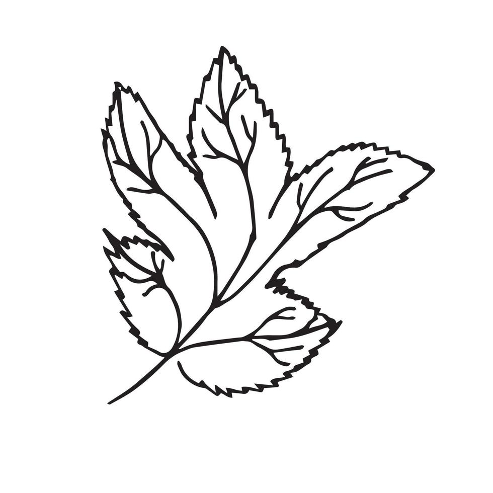 Hand drawn flowers for decoration. Line art Hand drawn flowers in vintage style vector
