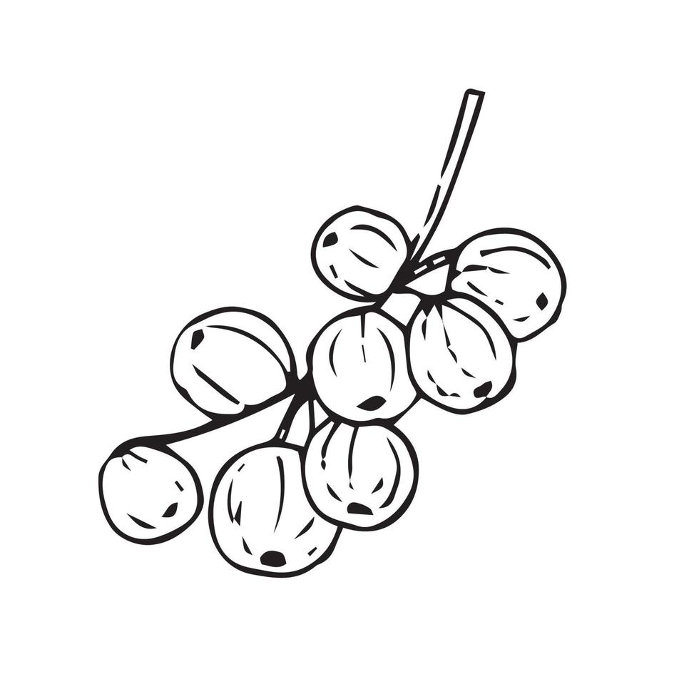 Lychee hand drawing. lychee vector illustration for design with line style