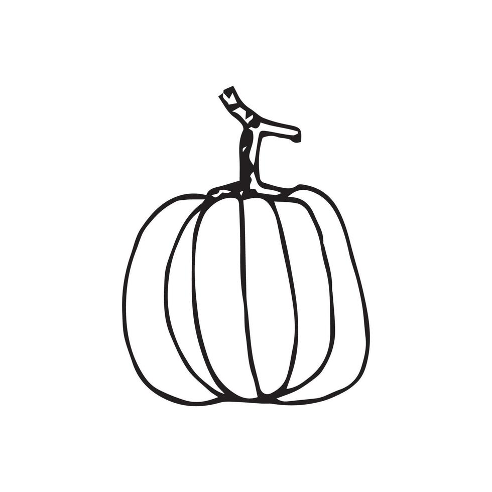 Hand drawn pumpkin. pumpkin vector illustration for design with line style