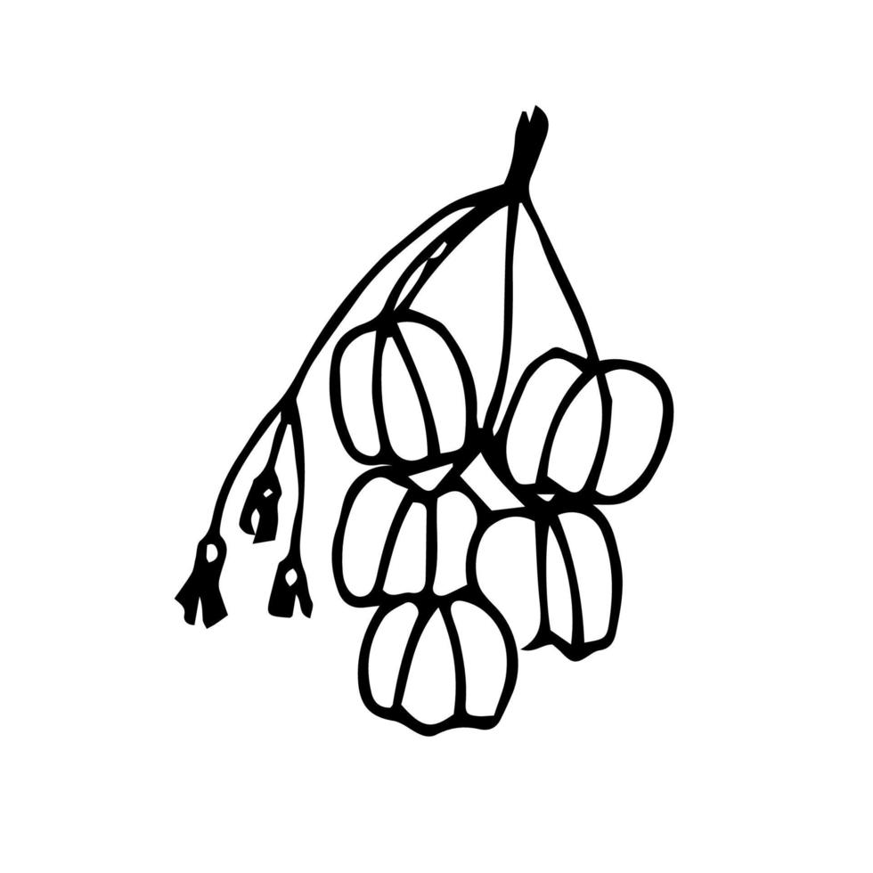 Lychee hand drawing. lychee vector illustration for design with line style