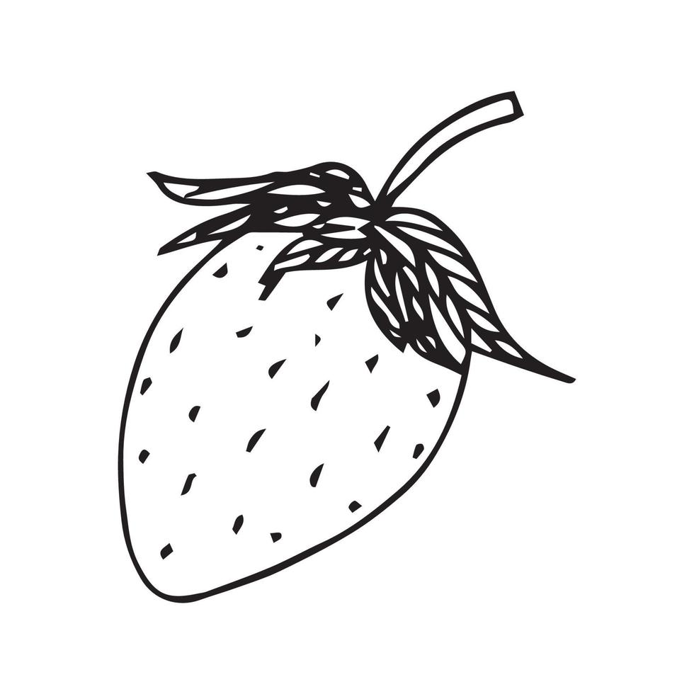Strawberry hand drawn. strawberry vector illustration for design with line style